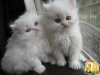 Blue Eyed White Persian Kittens, Persian